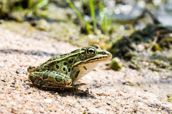 The Leopard Frog uses its eyes to help it eat. It pulls its eyes into its skull to push food down their esophagus.