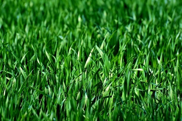 The scent of fresh cut grass is actually a reaction to the danger of being murdered by our mowers. It’s trying to warn other grass of the impending doom.