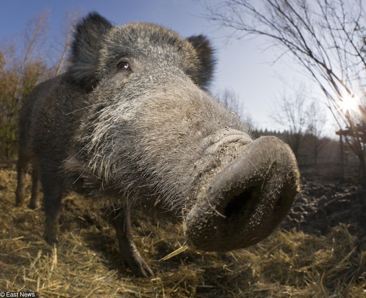 Forget about the snakes and spiders in Australia, they have drunk pigs who fight!