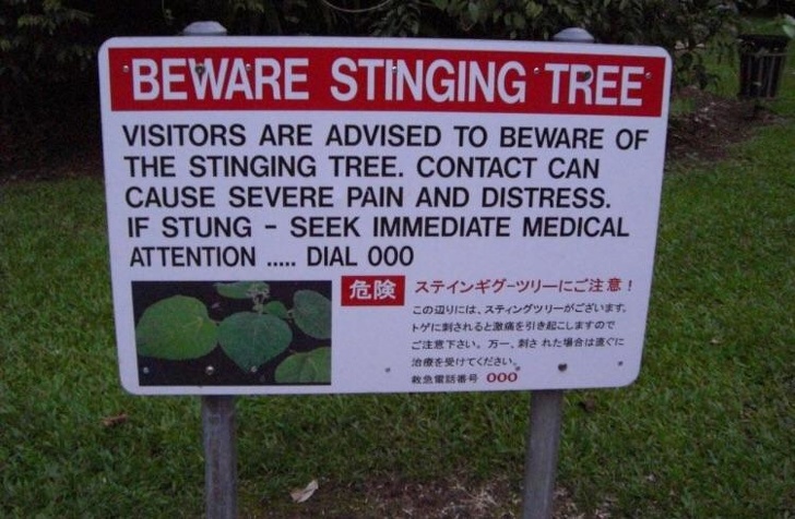 In Australia everything tries to bite you, even a tree, a stinging tree.