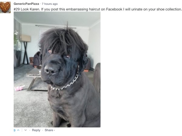 bear newfoundland dog - Generic PanPizza 7 hours ago Look Karen. If you post this embarrassing haircut on Facebook I will urinate on your shoe collection 9A