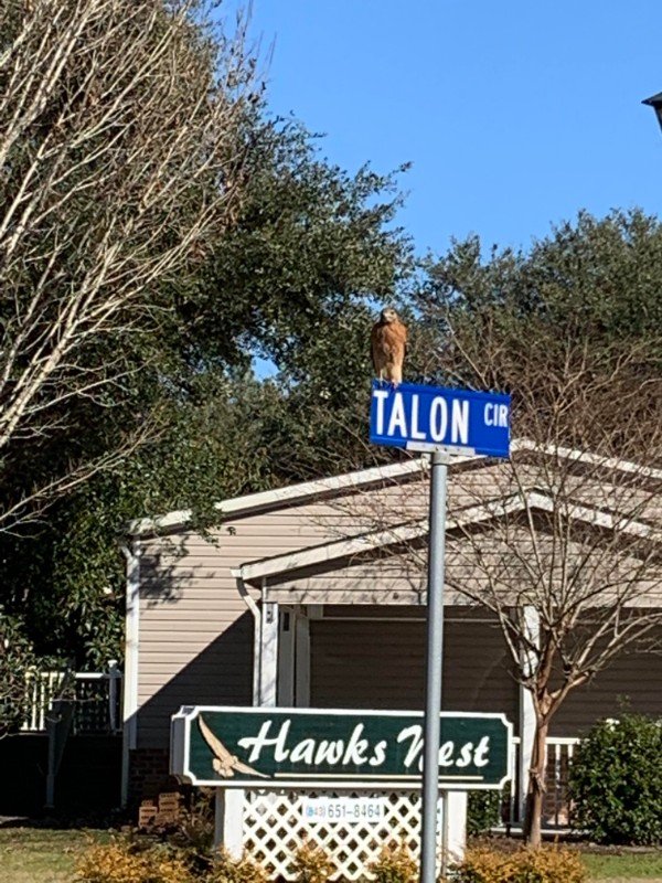 “A hawk sitting on a street sign for Talon Circle in a community called Hawk’s Nest.”