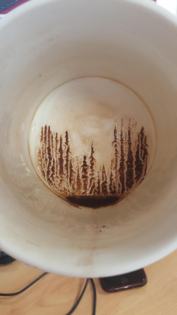 Accidental forest at the end of a cup of coffee.