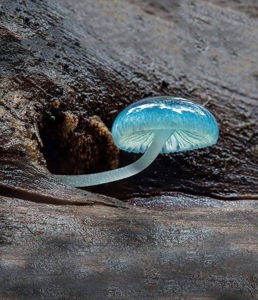 blue mycena mushroom