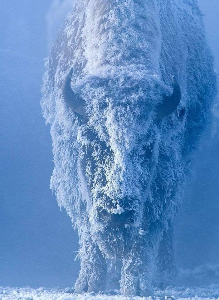bison in blizzard
