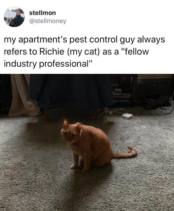 fellow industry professional cat - stellmon my apartment's pest control guy always refers to Richie my cat as a "fellow industry professional"