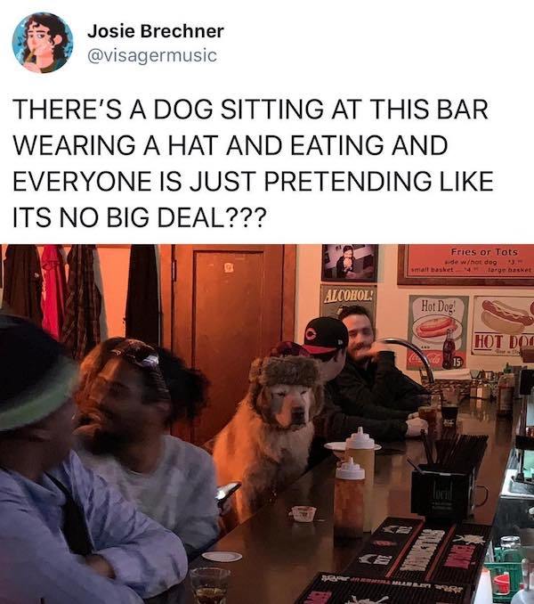dog wearing hat at bar - Josie Brechner There'S A Dog Sitting At This Bar Wearing A Hat And Eating And Everyone Is Just Pretending Its No Big Deal??? Fries or Tots wide w hot dogs amalt basket 4 large basket Alcohol Hot Dog Hot