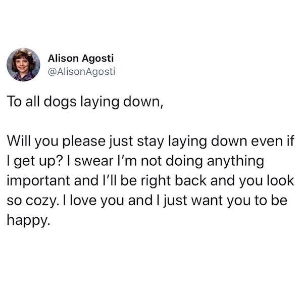 organization - Alison Agosti To all dogs laying down, Will you please just stay laying down even if I get up? I swear I'm not doing anything important and I'll be right back and you look so cozy. I love you and I just want you to be happy.