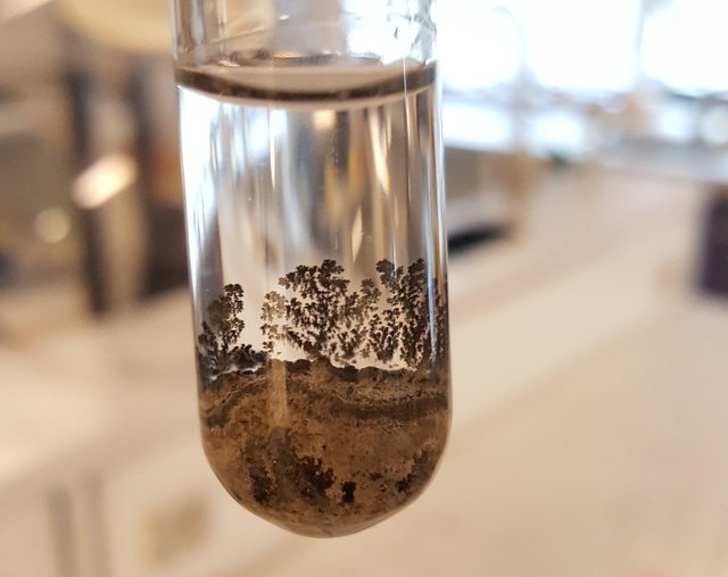 The sediment from this chemical reaction looks like a marshy forest.