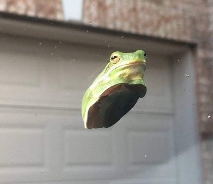 cute frog memes