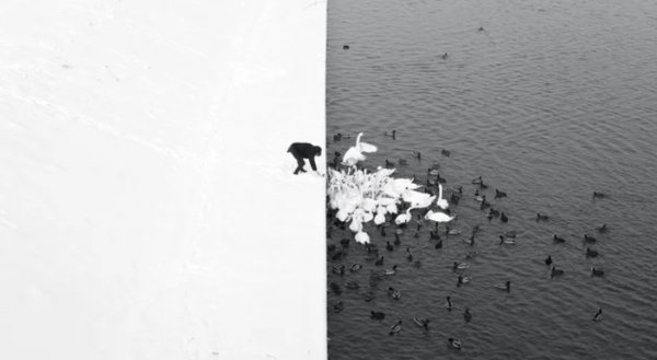 marcin ryczek man feeding swans