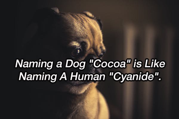 photo caption - Naming a Dog "Cocoa" is Naming A Human "Cyanide".