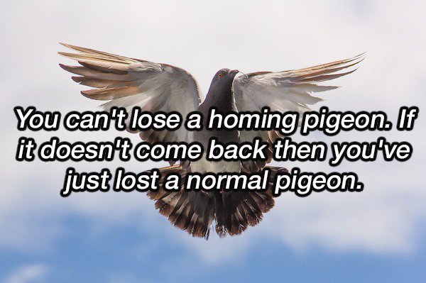 beak - You can't lose a homing pigeon. If it doesn't come back then you've just lost a normal pigeon