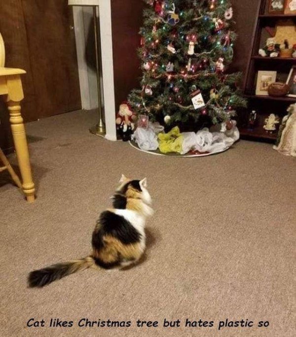 cat christmas tree plastic bags - Cat Christmas tree but hates plastic so