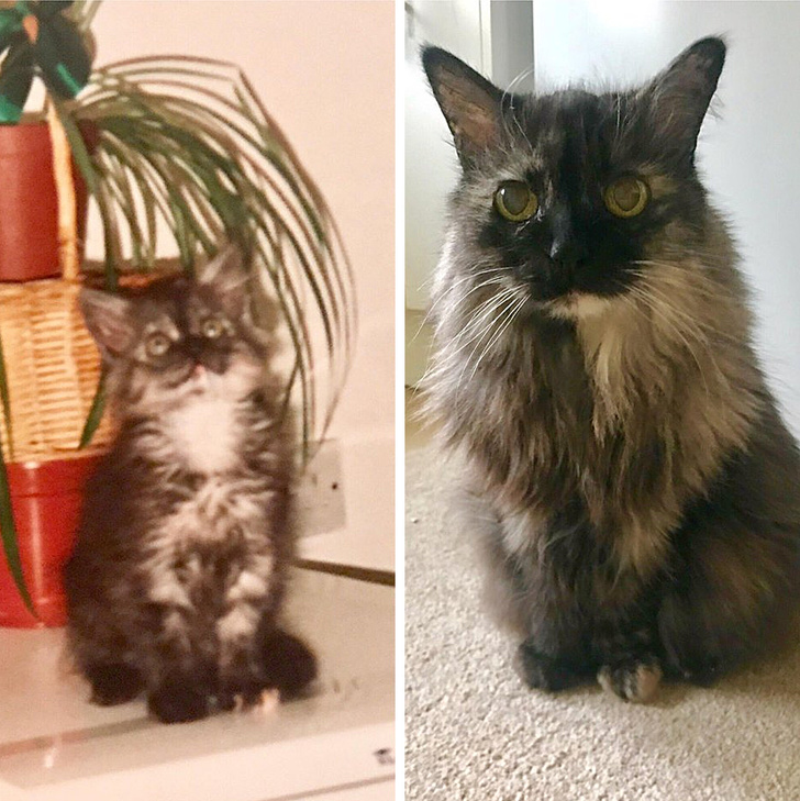 “My cat is now 20 years old. Here is a pic of her as a kitten (around a few months old) and now.”