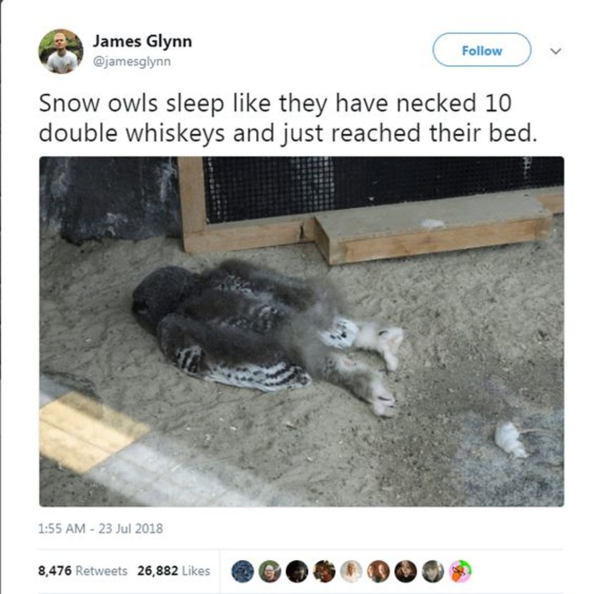 juvenile snowy owl sleeping face down - James Glynn Snow owls sleep they have necked 10 double whiskeys and just reached their bed. 8,476 26,882 8,476 26,882 00.000