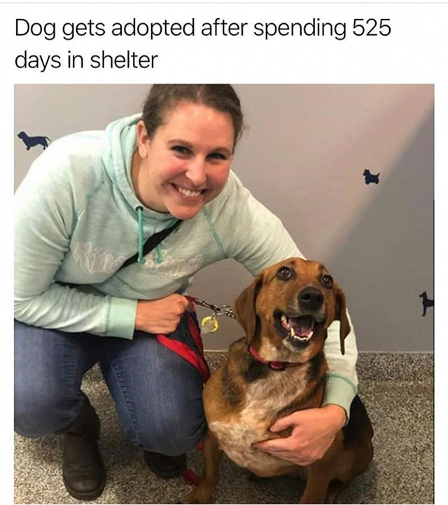 dog - Dog gets adopted after spending 525 days in shelter