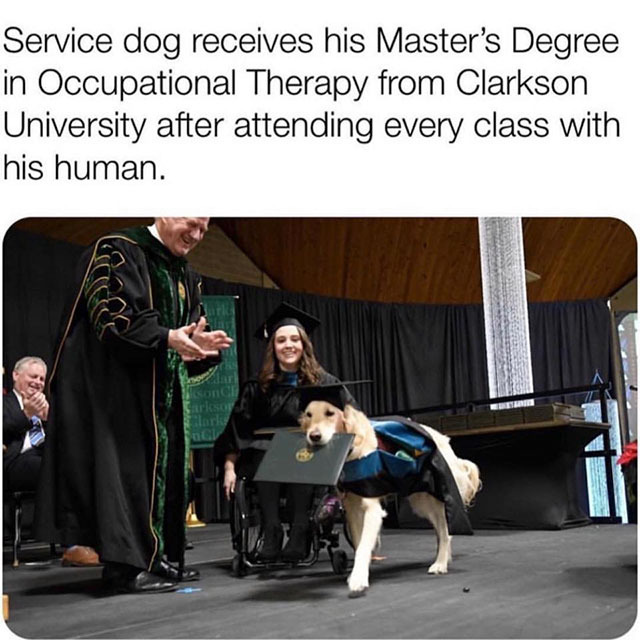service dog receives master's degree - Service dog receives his Master's Degree in Occupational Therapy from Clarkson University after attending every class with his human.