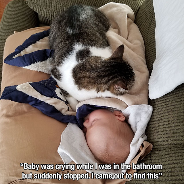Cat - va read Ob xporno wou or end ouze ti wie dan "Baby was crying while I was in the bathroom but suddenly stopped. I came out to find this"