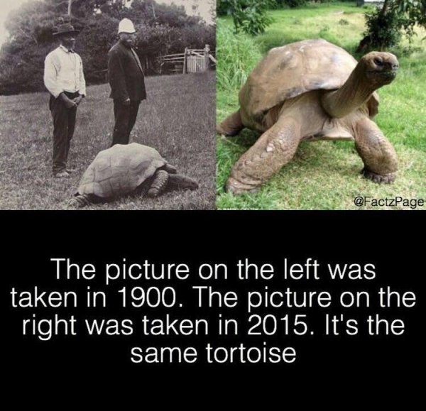 oldest giant tortoise - The picture on the left was taken in 1900. The picture on the right was taken in 2015. It's the same tortoise