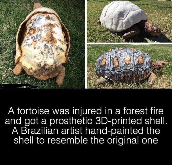 A tortoise was injured in a forest fire and got a prosthetic 3Dprinted shell. A Brazilian artist handpainted the shell to resemble the original one