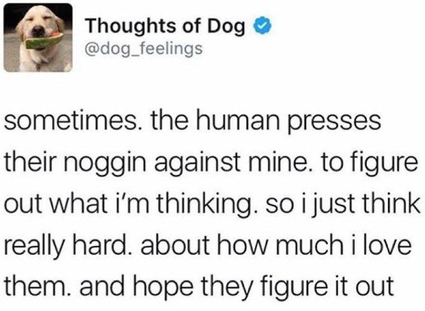 Thoughts of Dog sometimes, the human presses their noggin against mine. to figure out what i'm thinking. so i just think really hard about how much i love them. and hope they figure it out