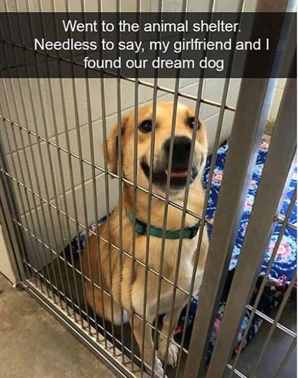 animal shelter memes - Went to the animal shelter. Needless to say, my girlfriend and I found our dream dog