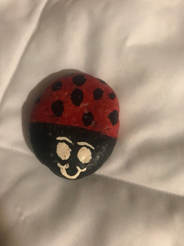 ladybird