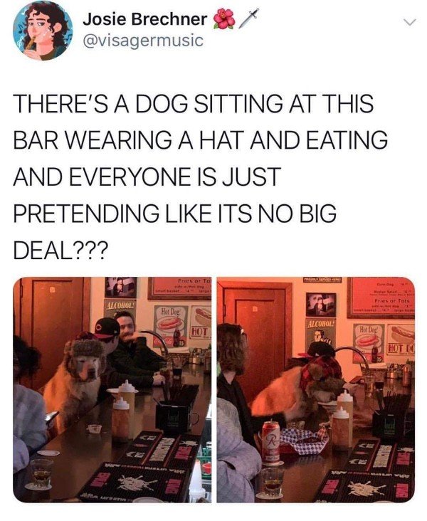 Humour - Josie Brechner There'S A Dog Sitting At This Bar Wearing A Hat And Eating And Everyone Is Just Pretending Its No Big Deal??? Fires Or To Al Contol Alcool! Hot Dog Hot De