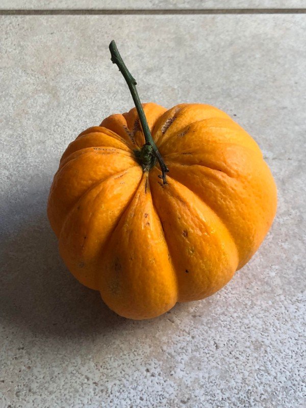 This orange looks like a pumpkin.