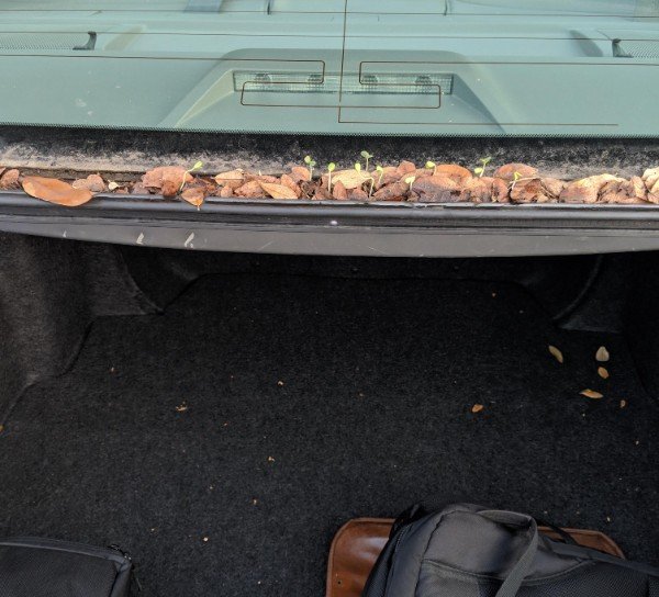 “The dirt and leaves collecting above my car’s trunk are starting to sprout.”