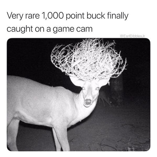animal night vision - Very rare 1,000 point buck finally caught on a game cam Dibblesdr