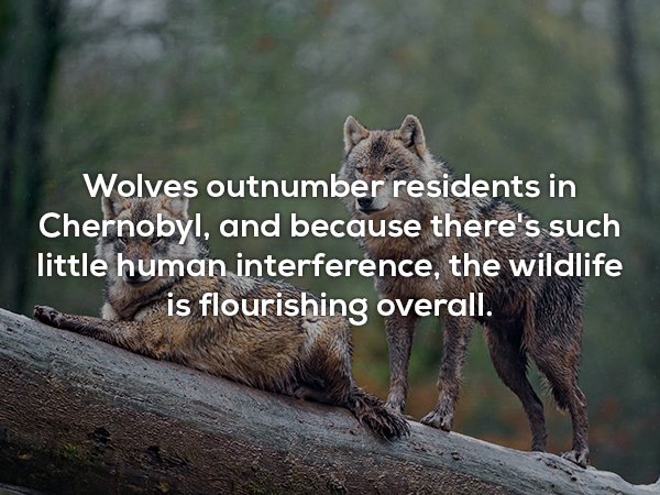 Wolf - Wolves outnumber residents in Chernobyl, and because there's such little human interference, the wildlife is flourishing overall.