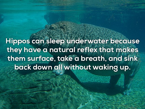 marine biology - Hippos can sleep underwater because they have a natural reflex that makes them surface, take a breath, and sink back down all without waking up.
