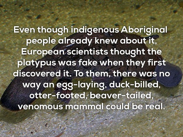 photo caption - Even though indigenous Aboriginal people already knew about it, European scientists thought the platypus was fake when they first discovered it. To them, there was no way an egglaying, duckbilled, otterfooted, beavertailed venomous mammal 