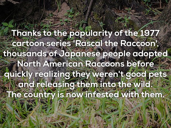 grass - Thanks to the popularity of the 1977 cartoon series 'Rascal the Raccoon', thousands of Japanese people adopted North American Raccoons before quickly realizing they weren't good pets and releasing them into the wild. The country is now infested wi