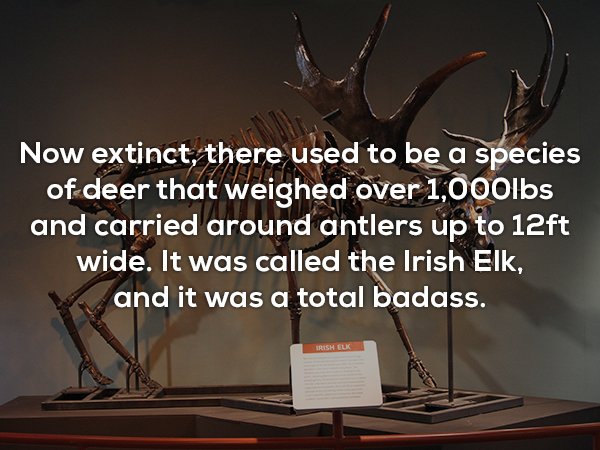 antler - Now extinct, there used to be a species of deer that weighed over 1,000lbs and carried around antlers up to 12ft wide. It was called the Irish Elk, V and it was a total badass.