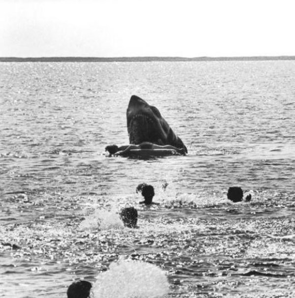 Jaws: Alex is brutally eaten by a shark.
Steven Spielberg decided that the shark eating anyone outside of the water would be too graphic. There’s a few stills left from this scene but it was cut down a lot.