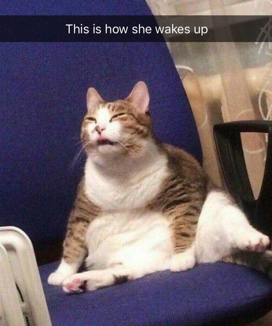 squinting fat cat meme - This is how she wakes up
