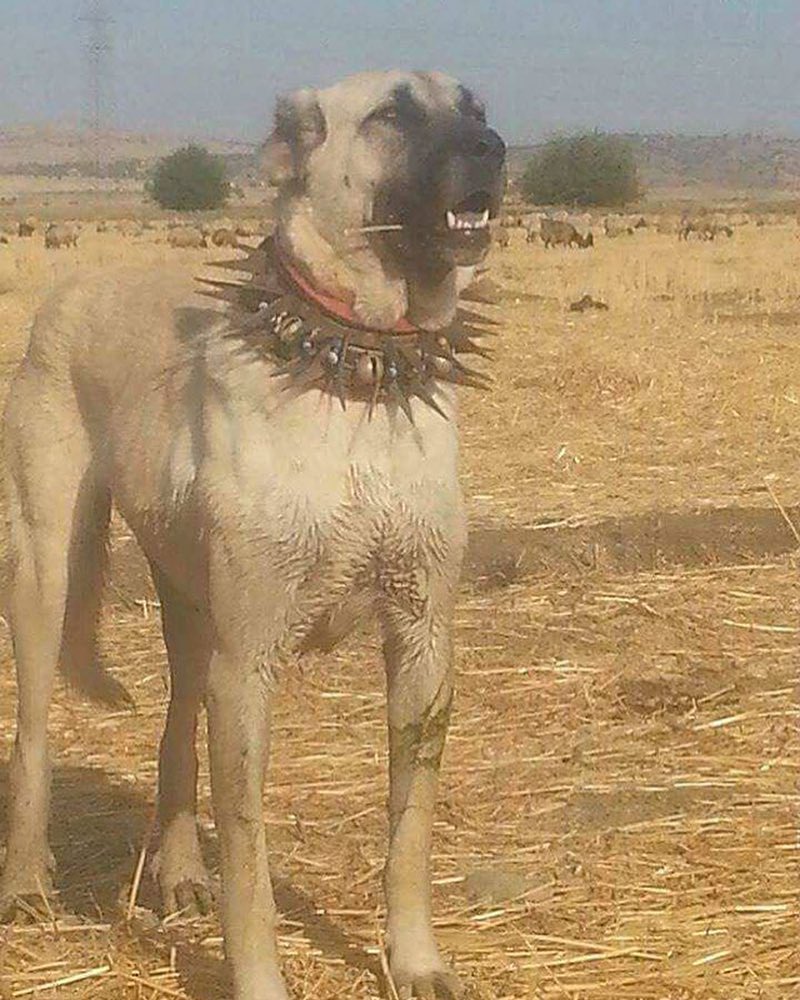 This is an Anti Wolf Heck Collar. The purpose of the collar is to protect the dog wearing it when and if it has to fight wolves. The collar base protects the dog’s throat and carotid arteries, while the spikes are intended to deter bites to the neck or even injure wolves trying to do so