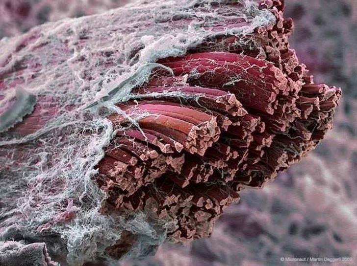 Muscle tissue