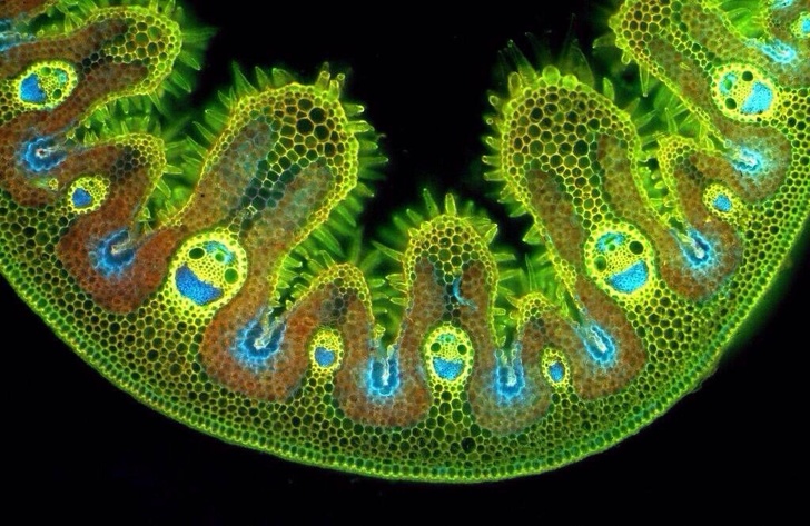 Grass under a microscope is so happy.