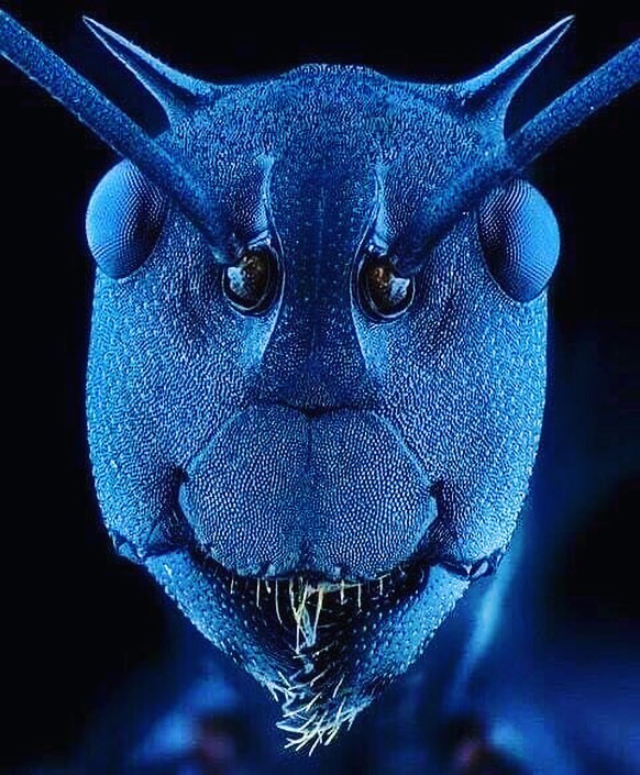 An ant’s head