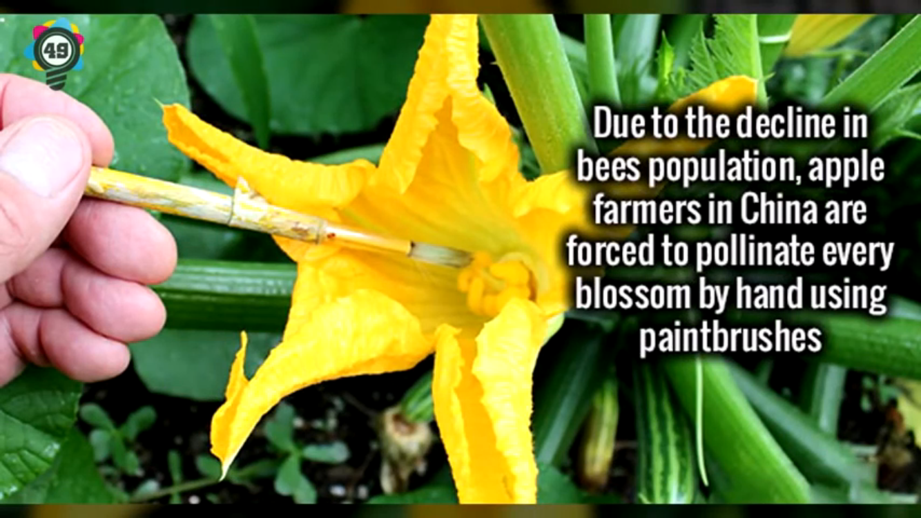 Pollination - Due to the decline in bees population, apple farmers in China are forced to pollinate every blossom by hand using paintbrushes