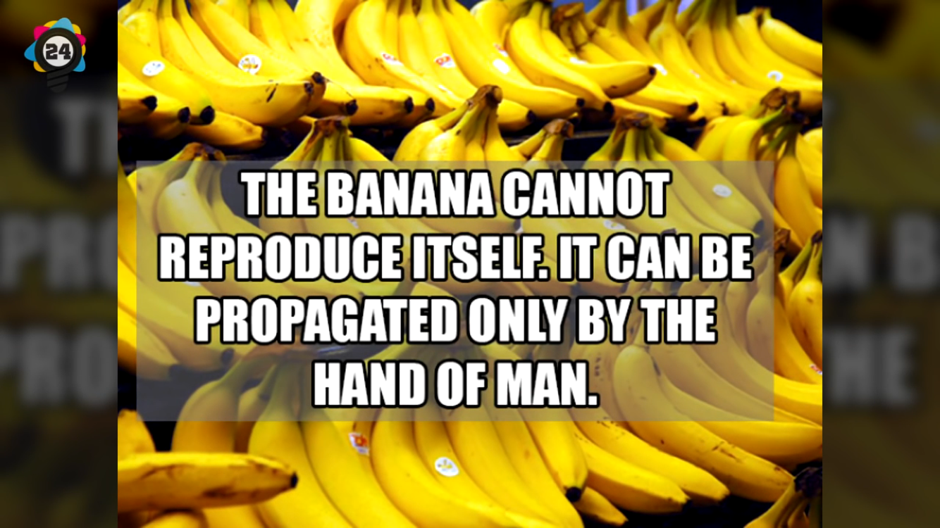 bananas columbian exchange - The Banana Cannot Reproduce Itself. It Can Be Propagated Only By The Hand Of Man.