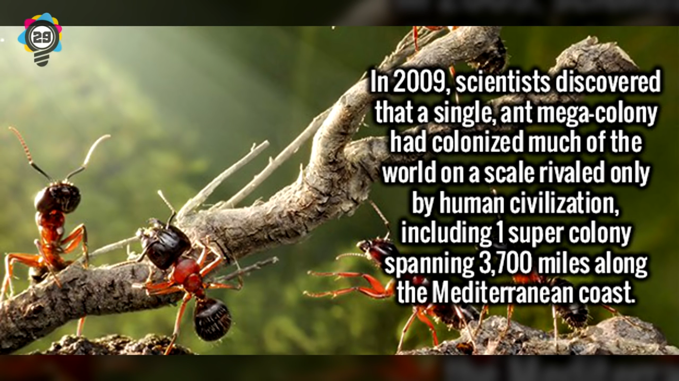 working ants - In 2009, scientists discovered that a single, ant megacolony had colonized much of the world on a scale rivaled only by human civilization, including 1 super colony spanning 3,700 miles along the Mediterranean coast