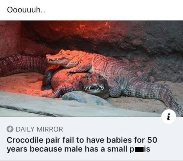 me and i don t like it meme - Ooouuuh.. Daily Mirror Crocodile pair fail to have babies for 50 years because male has a small pis