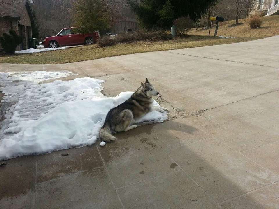 “My neighbors complained that it’s too cold for my dog to be outside all day during the winter. I sent them this.”