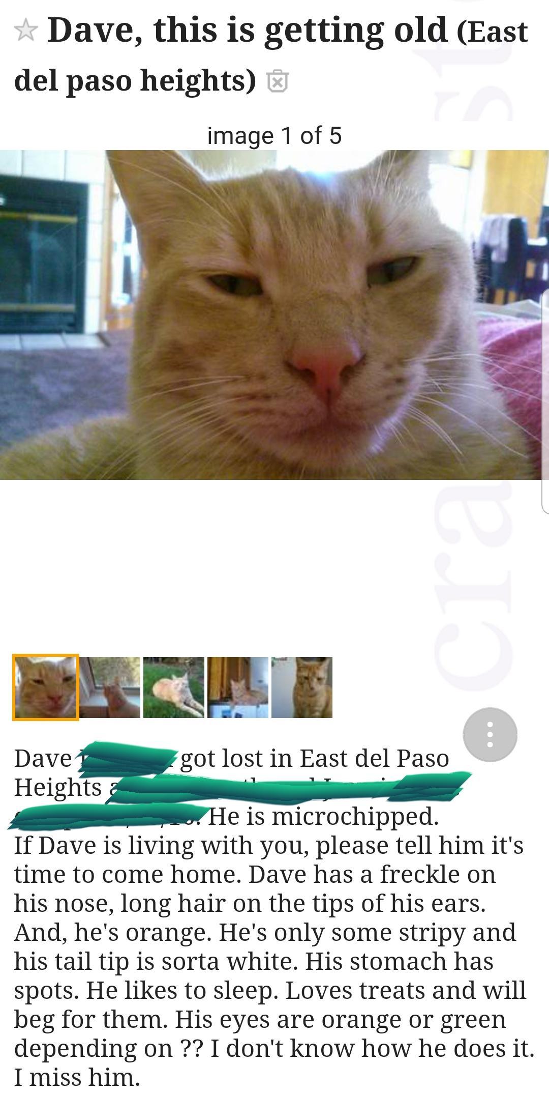 whiskers - Dave, this is getting old East del paso heights image 1 of 5 Dave got lost in East del Paso Heights He is microchipped. If Dave is living with you, please tell him it's time to come home. Dave has a freckle on his nose, long hair on the tips of