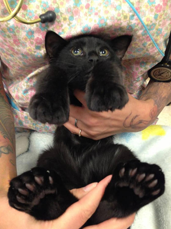 cat with 18 toes